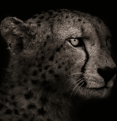 monotone and gold cheetah by matt yardley
