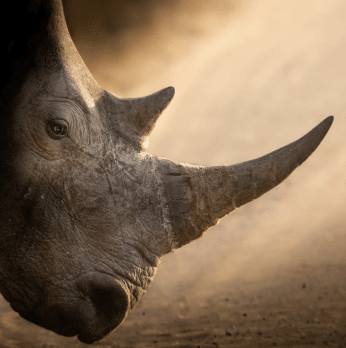 stunning rhino photo by matt yardley