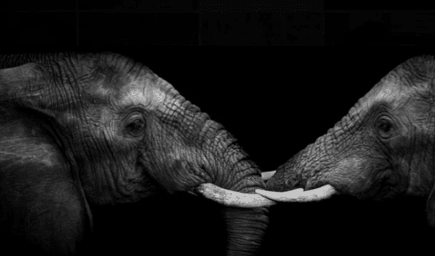 elephants black and white matt yardley